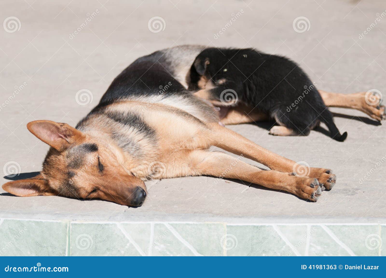 Dog breastfeeding stock image. Image of sleeping, closeup 41981363