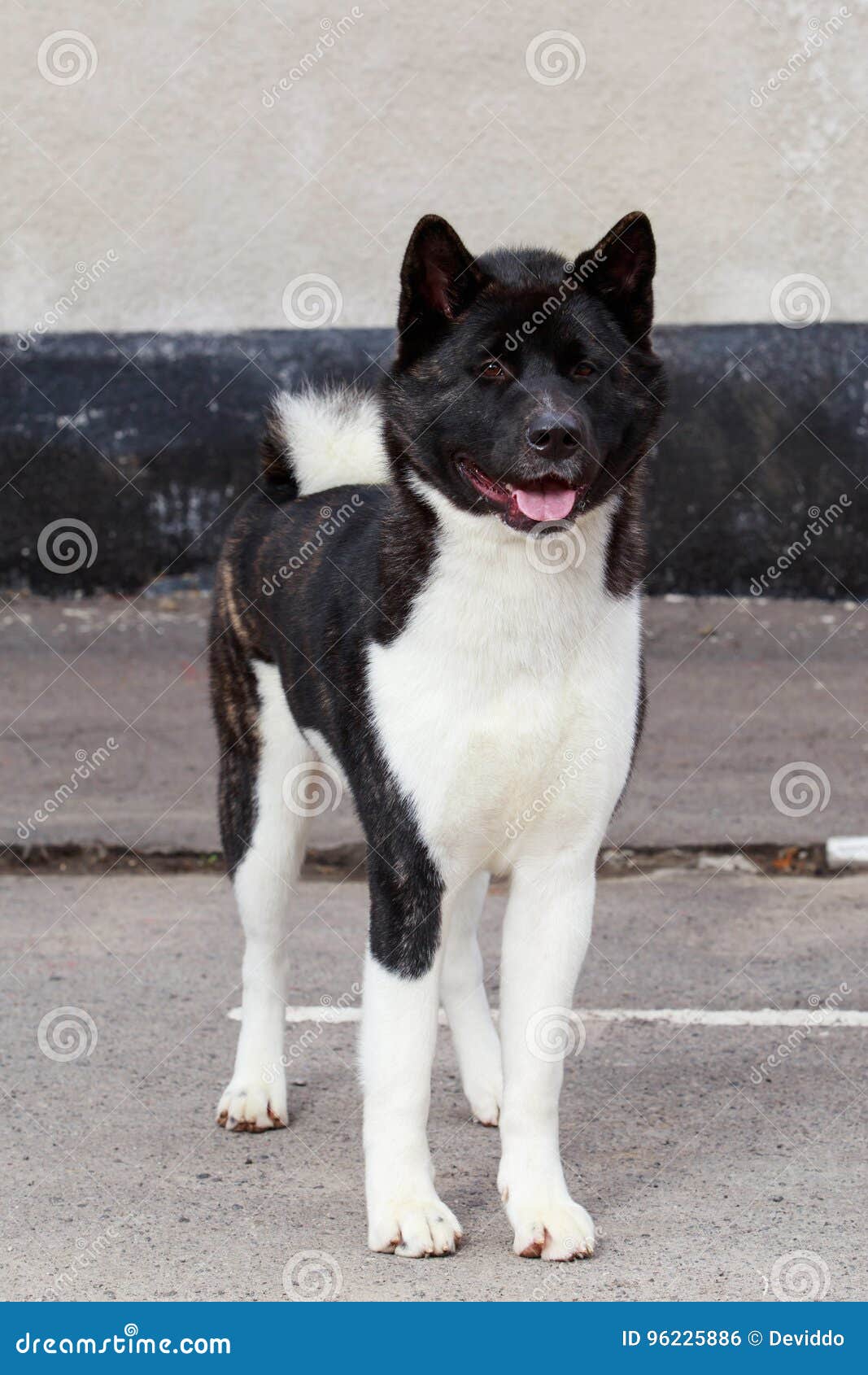 Dog breed American Akita stock photo. Image of summer ...