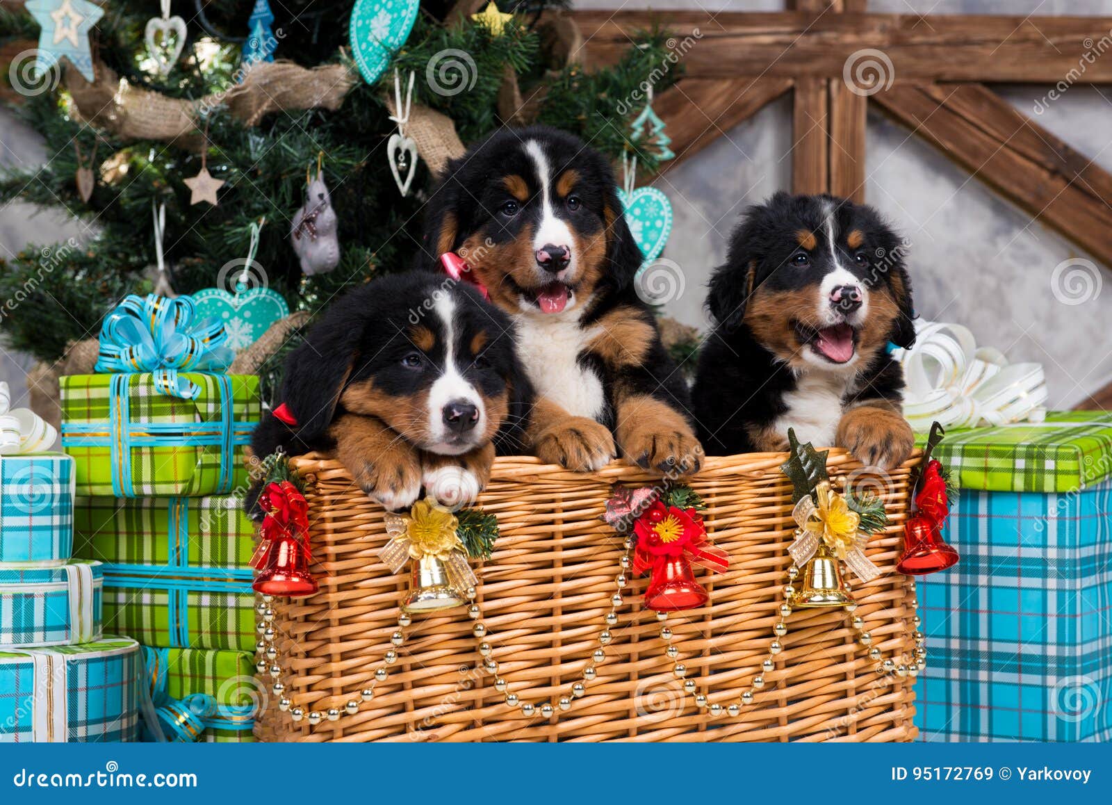 Dog Breed Bernese Mountain Puppy, Christmas and New Year Stock Image ...