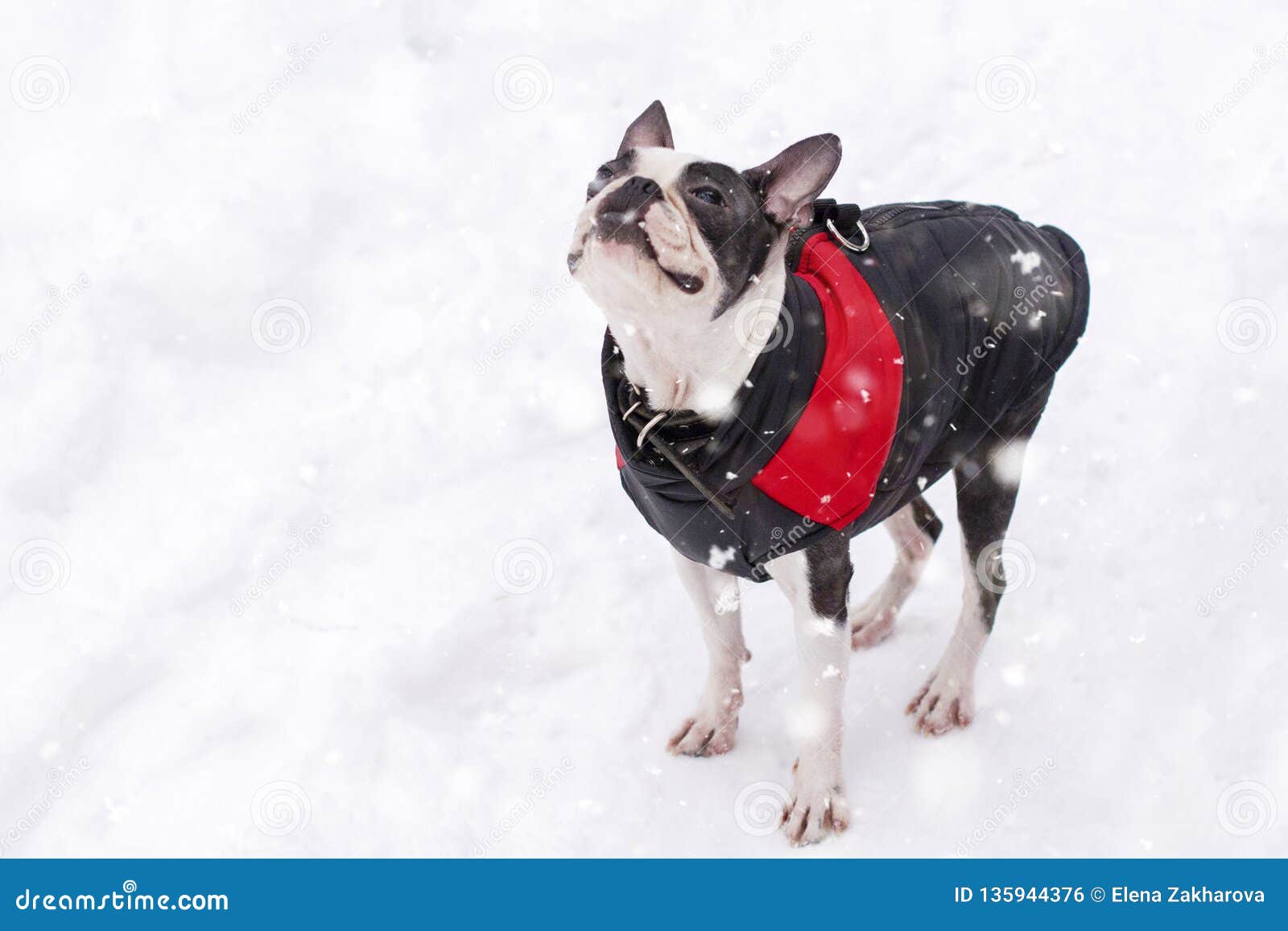 Dog Breed Boston Terrier in Winter Clothes Stock Photo Image of animal, happy 135944376