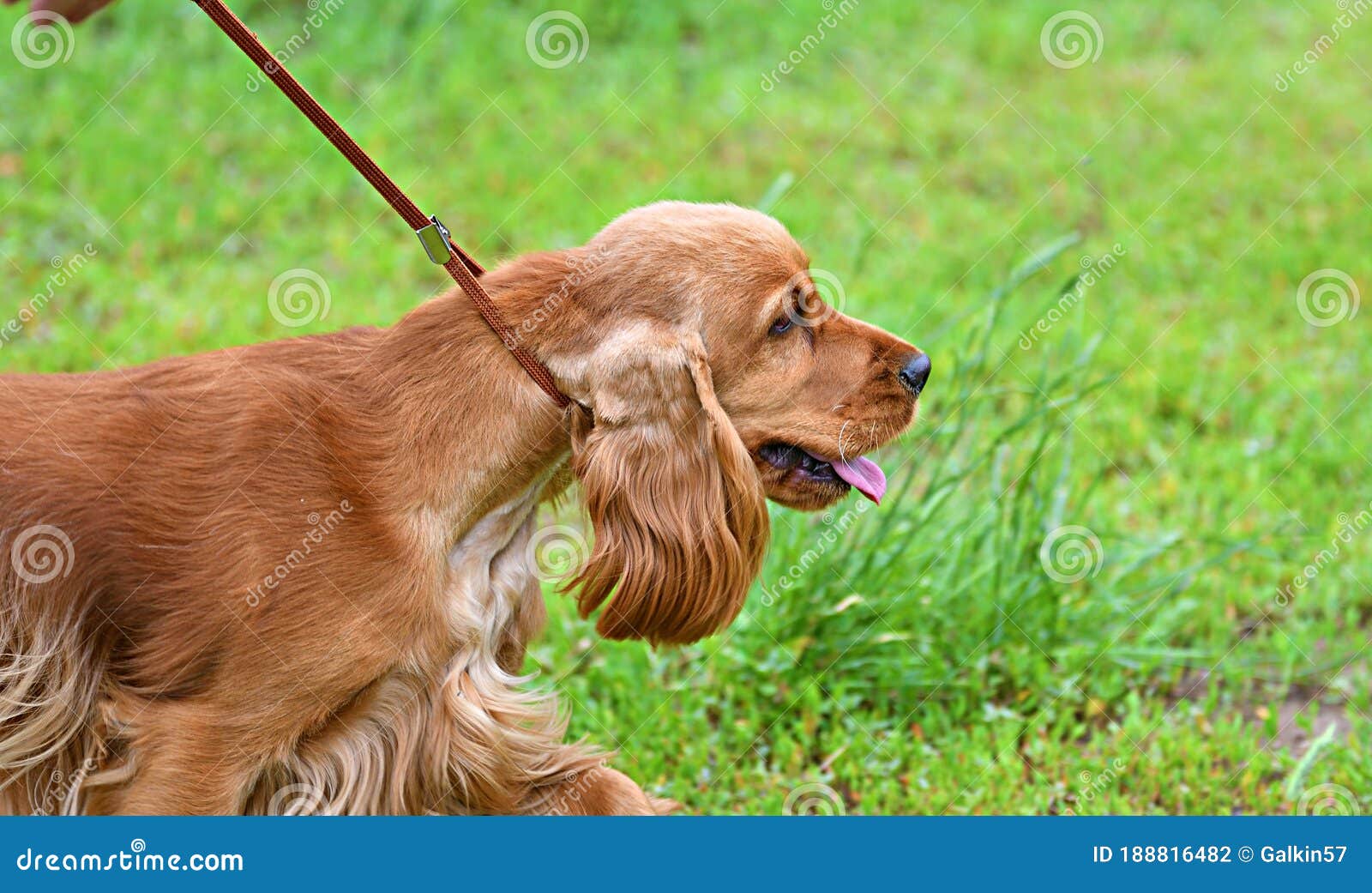 english cocker spaniel hunting dog