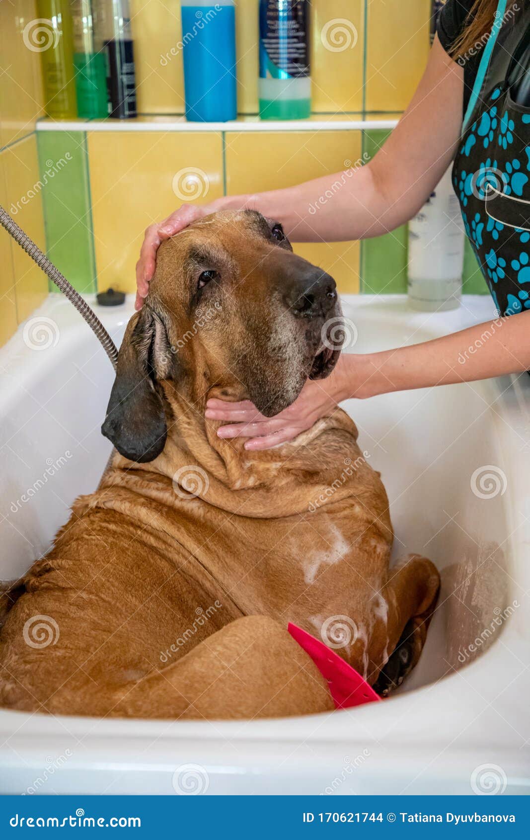 A Dog Breed Fila Brasileiro Taking a Shower with Soap and Water