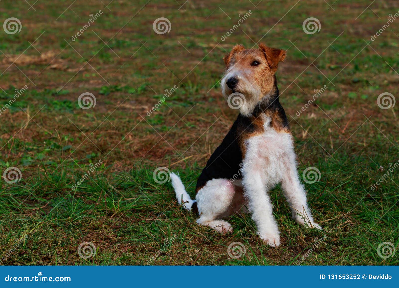 curly fox terrier