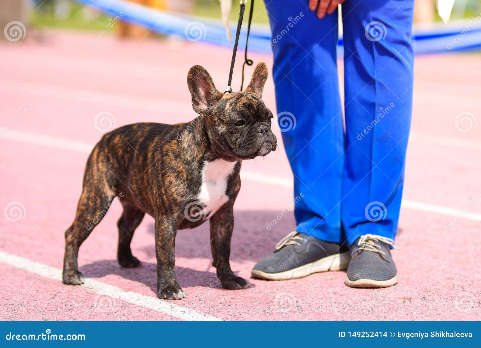 french bulldog leash