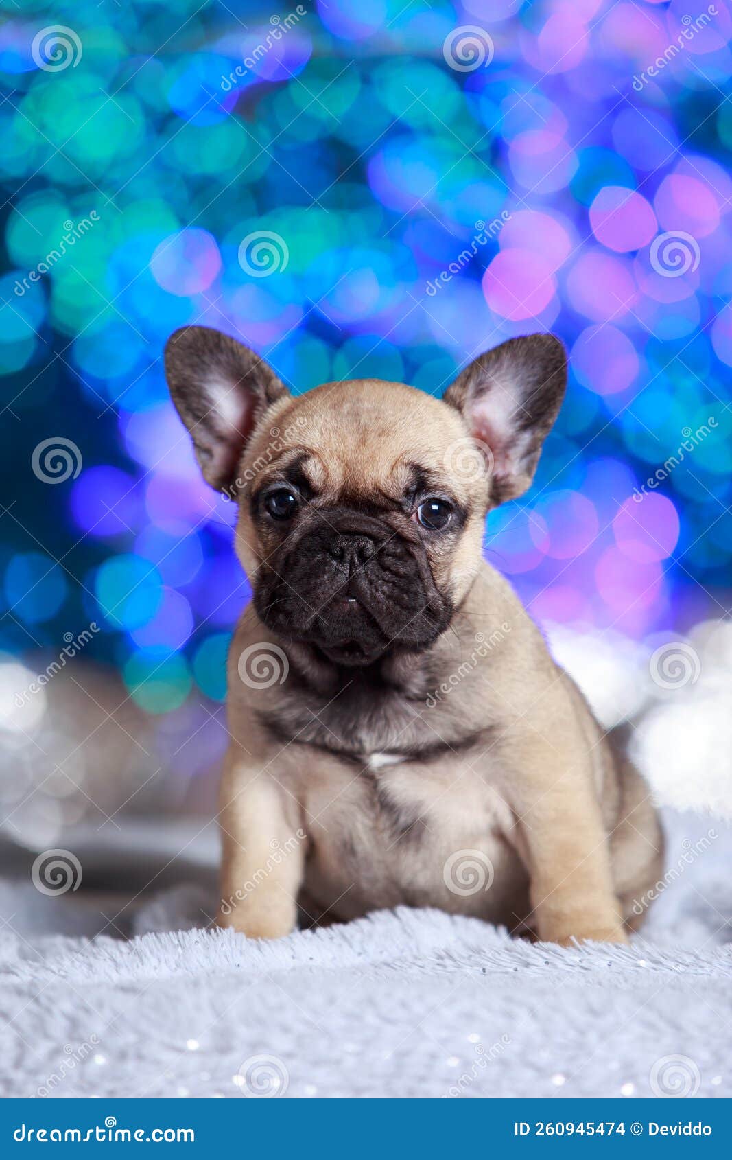 Dog breed french bulldog stock photo. Image of beautiful 260945474