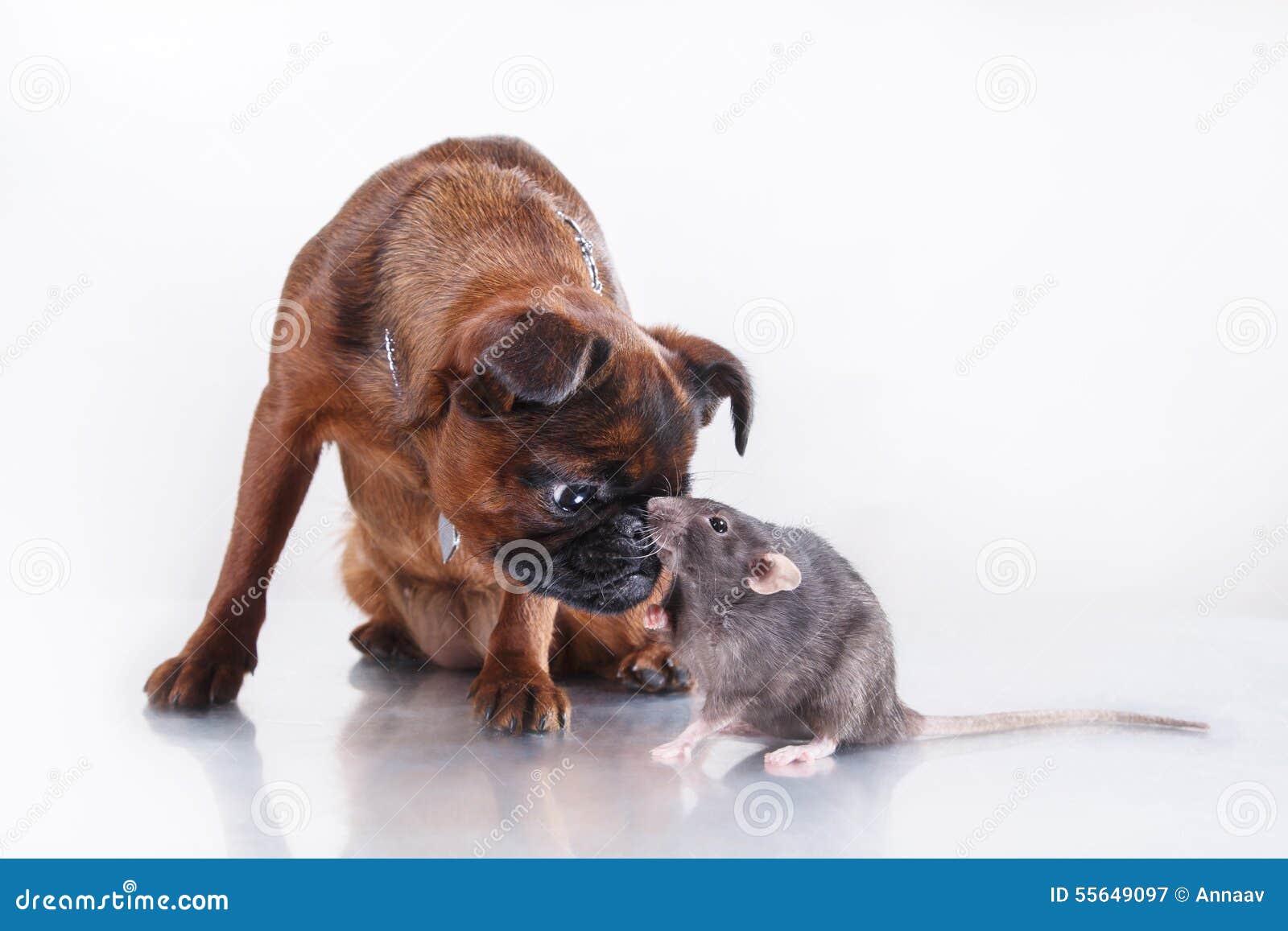 Dog Breed Griffon Brabanson and Gray Rat Stock Image Image of joyful