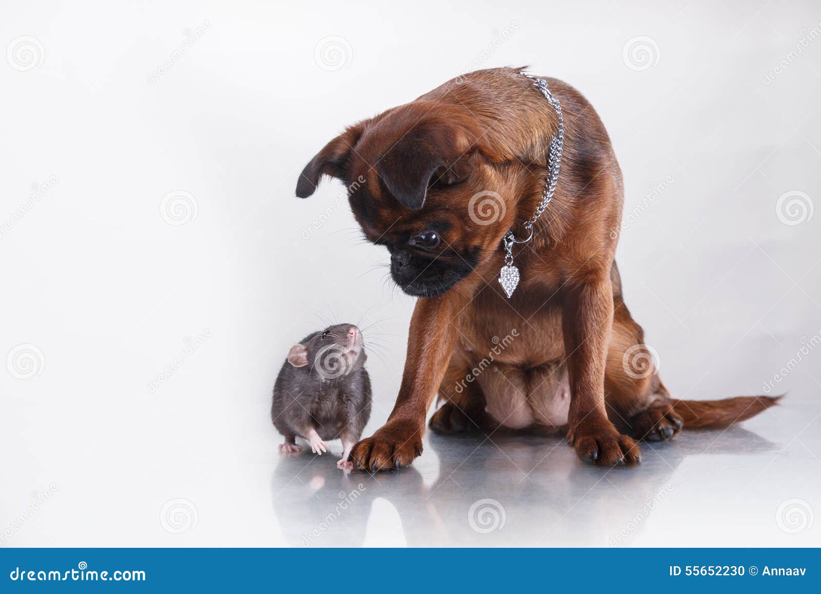 Dog Breed Griffon Brabanson and Gray Rat Stock Photo Image of