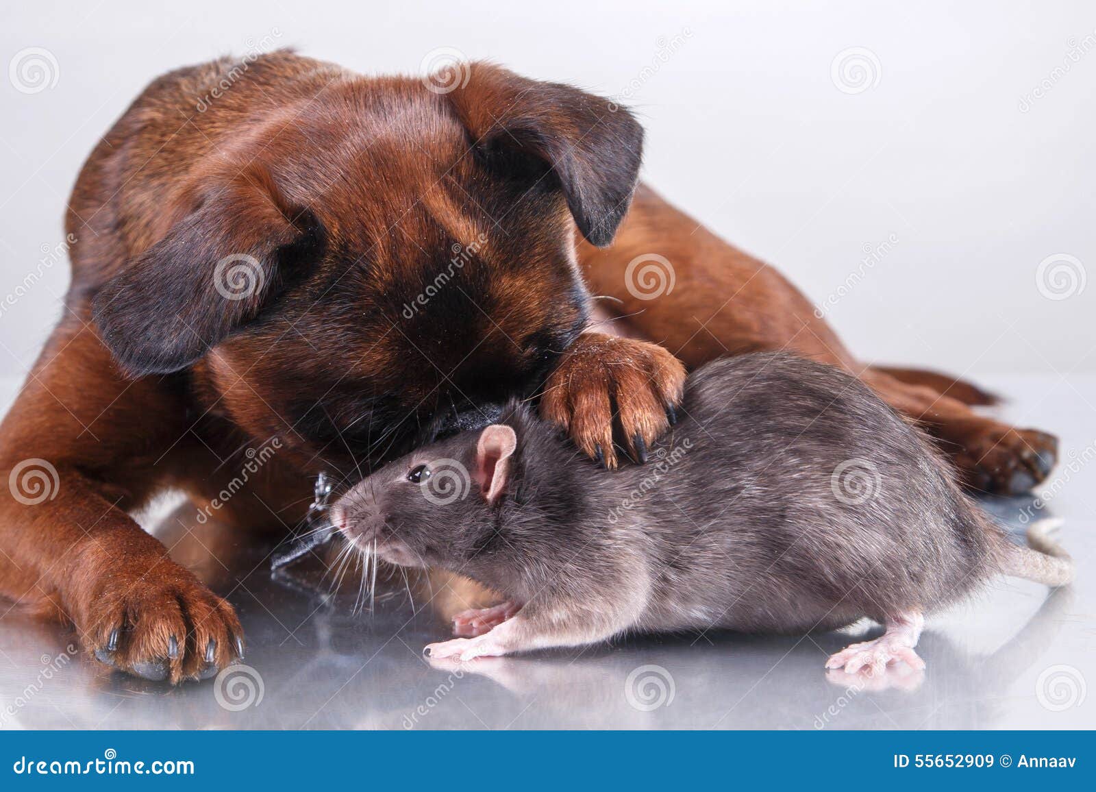 Dog Breed Griffon Brabanson and Gray Rat Stock Image Image of home