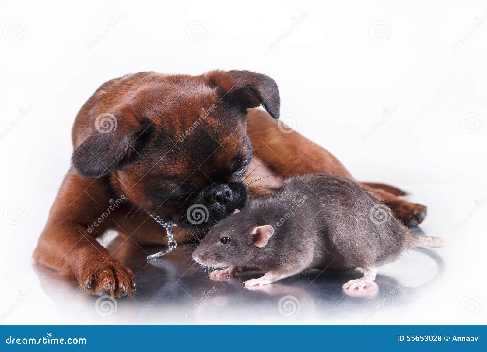 Dog Breed Griffon Brabanson and Gray Rat Stock Photo Image of joyful