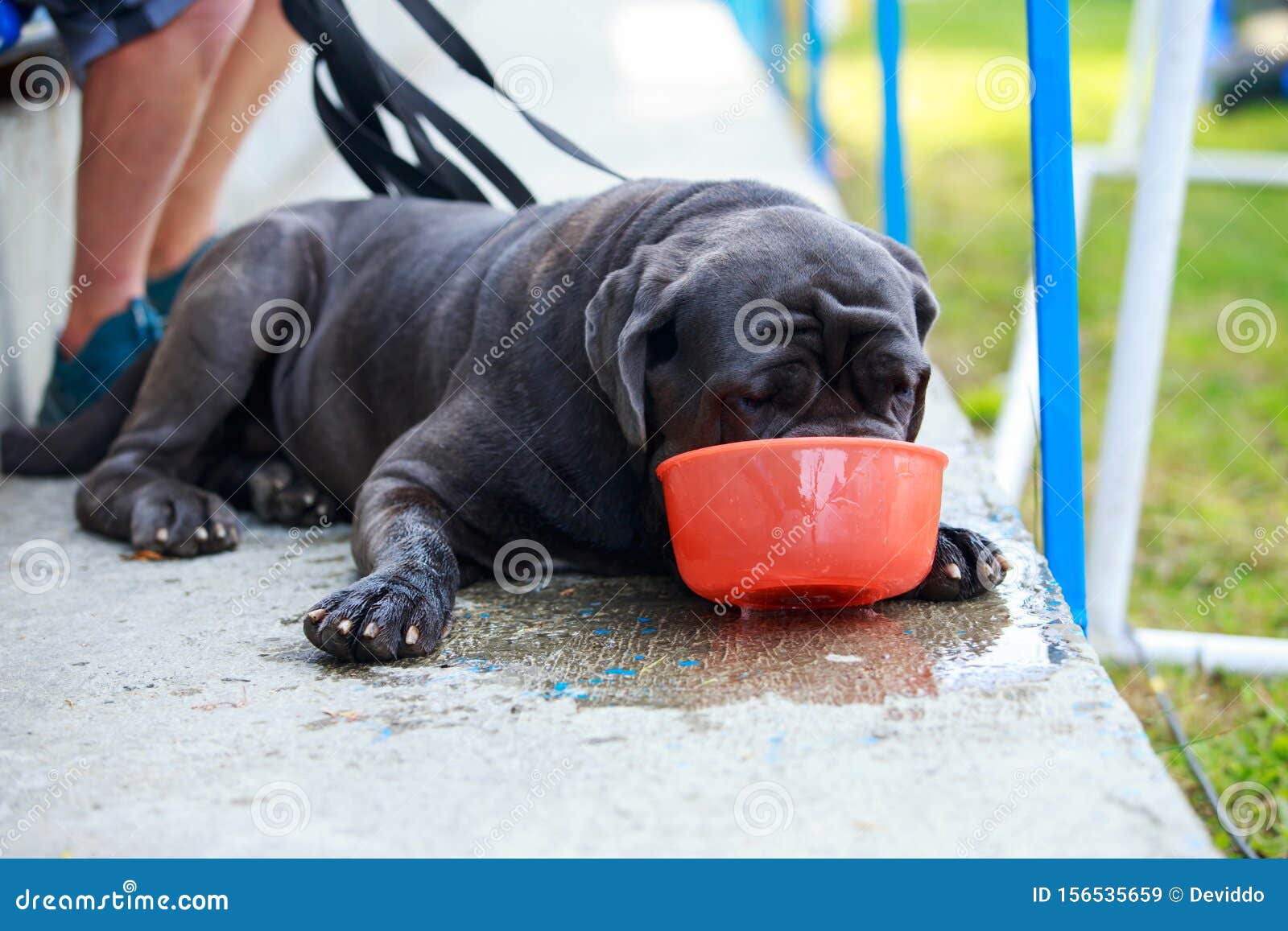 Dog Breed Italiano Cane Corso Stock Image Image of drinks, short