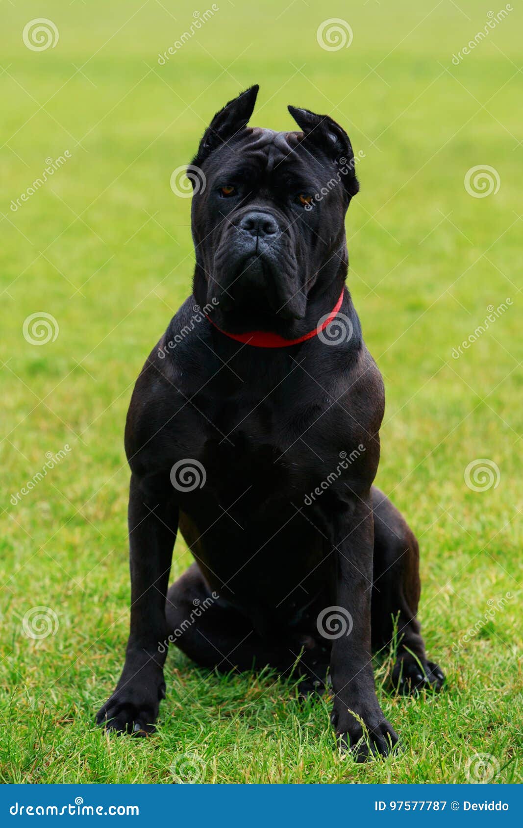 Dog Breed Italiano Cane Corso Stock Image - Image of black, brave