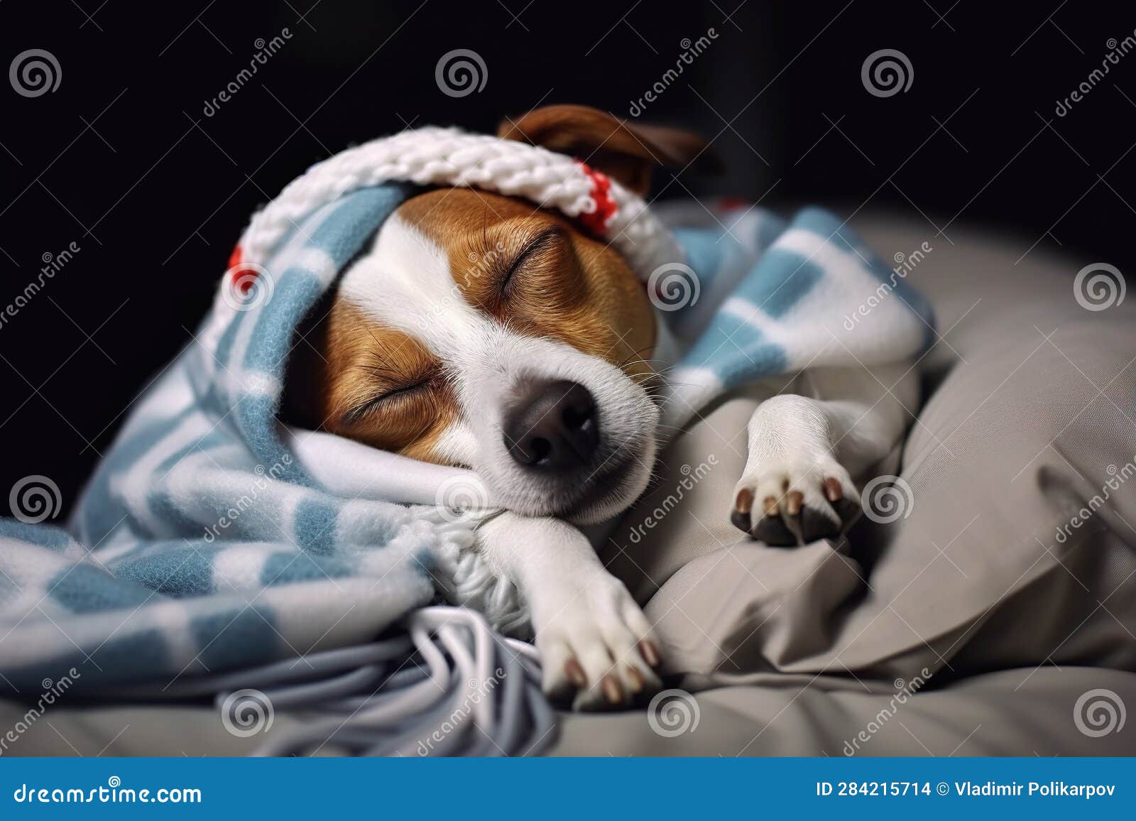 Dog Breed Jack Russell Sleeps on Bed Under Covers Stock Photo Image
