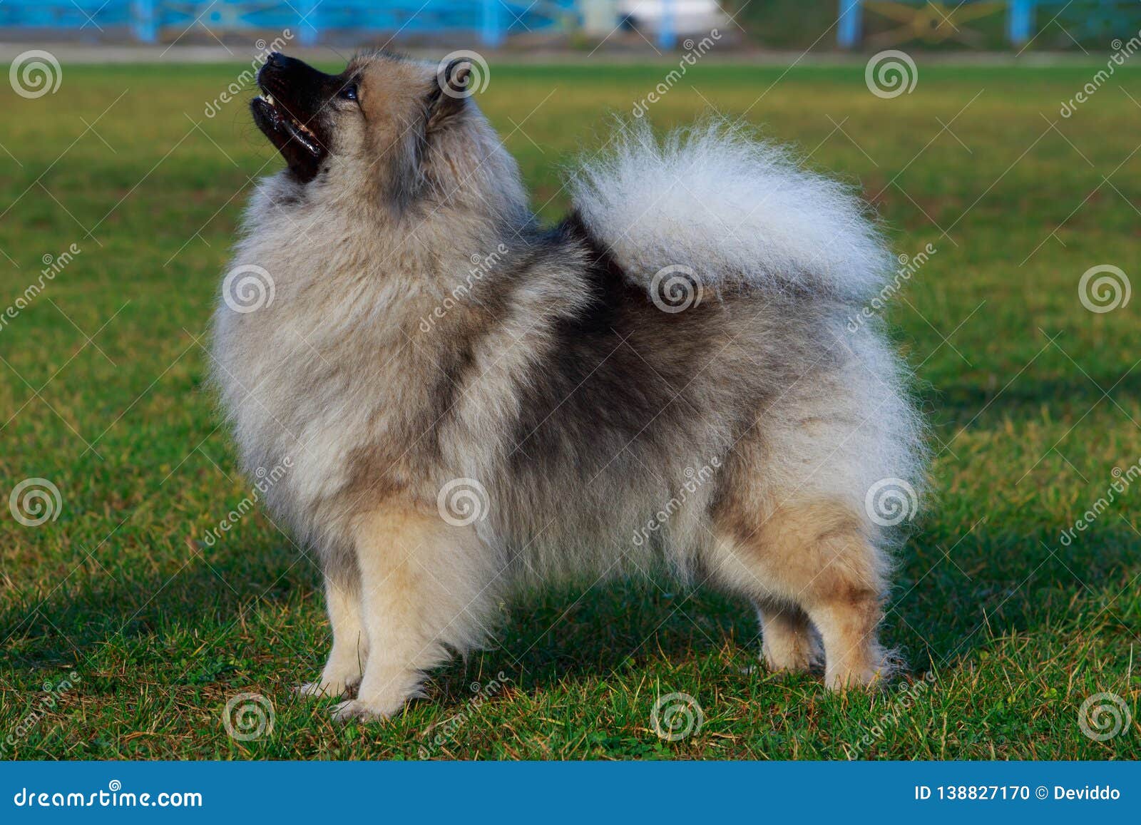 is the keeshond legal in slovenia