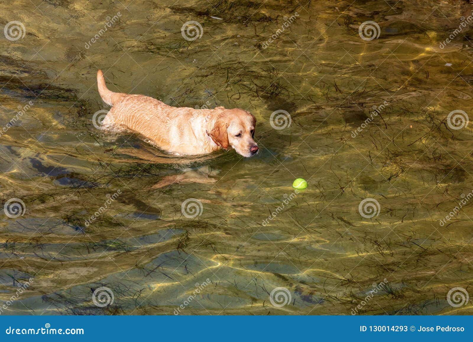 Dog of Breed Labrador Retriever. Foreground. Short and Light Hair Stock Image - Image of collar, foreground: 130014293 Dog of Breed Labrador Retriever. Foreground. Short and Light Hair Stock Image - Image of collar, foreground: 130014293