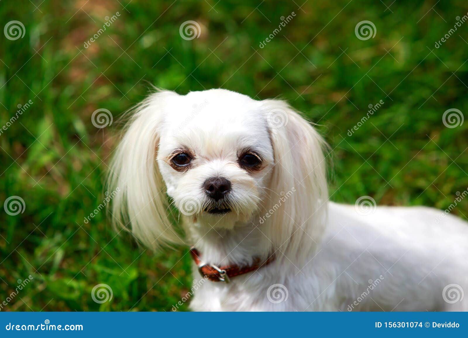 Dog breed Maltese stock photo. Image of lapdog, domestic - 156301074