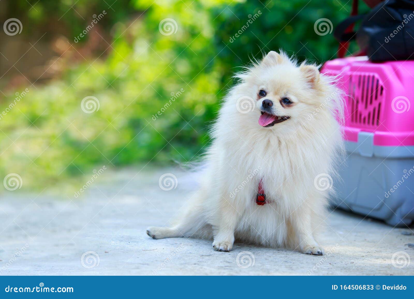 miniature spitz