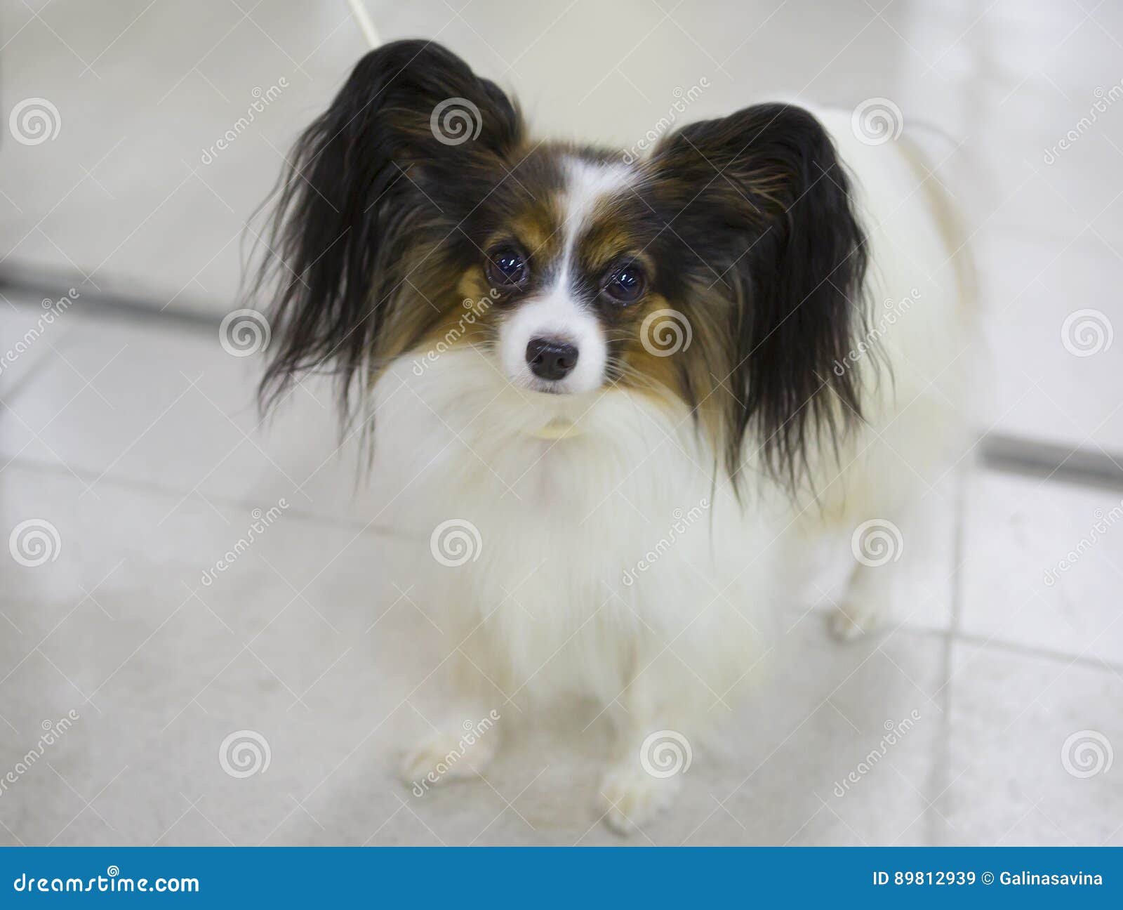 miniature papillon