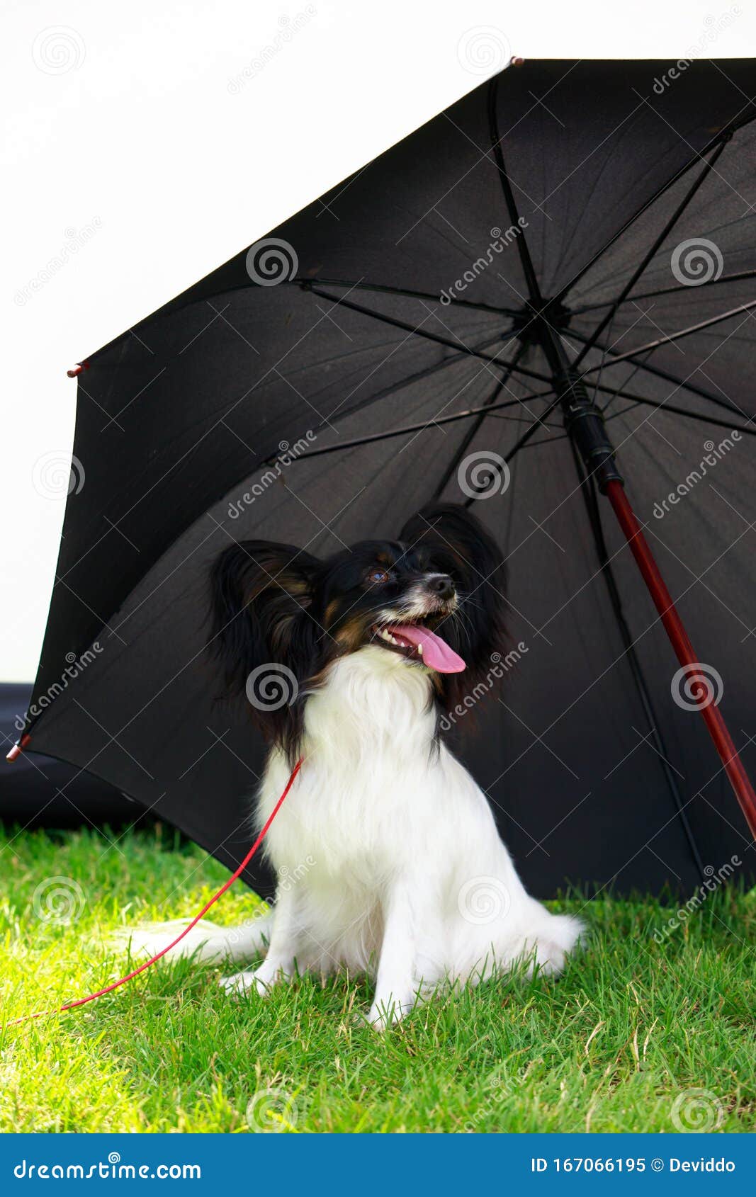 Phalene Umbrella Phalene Umbrella
