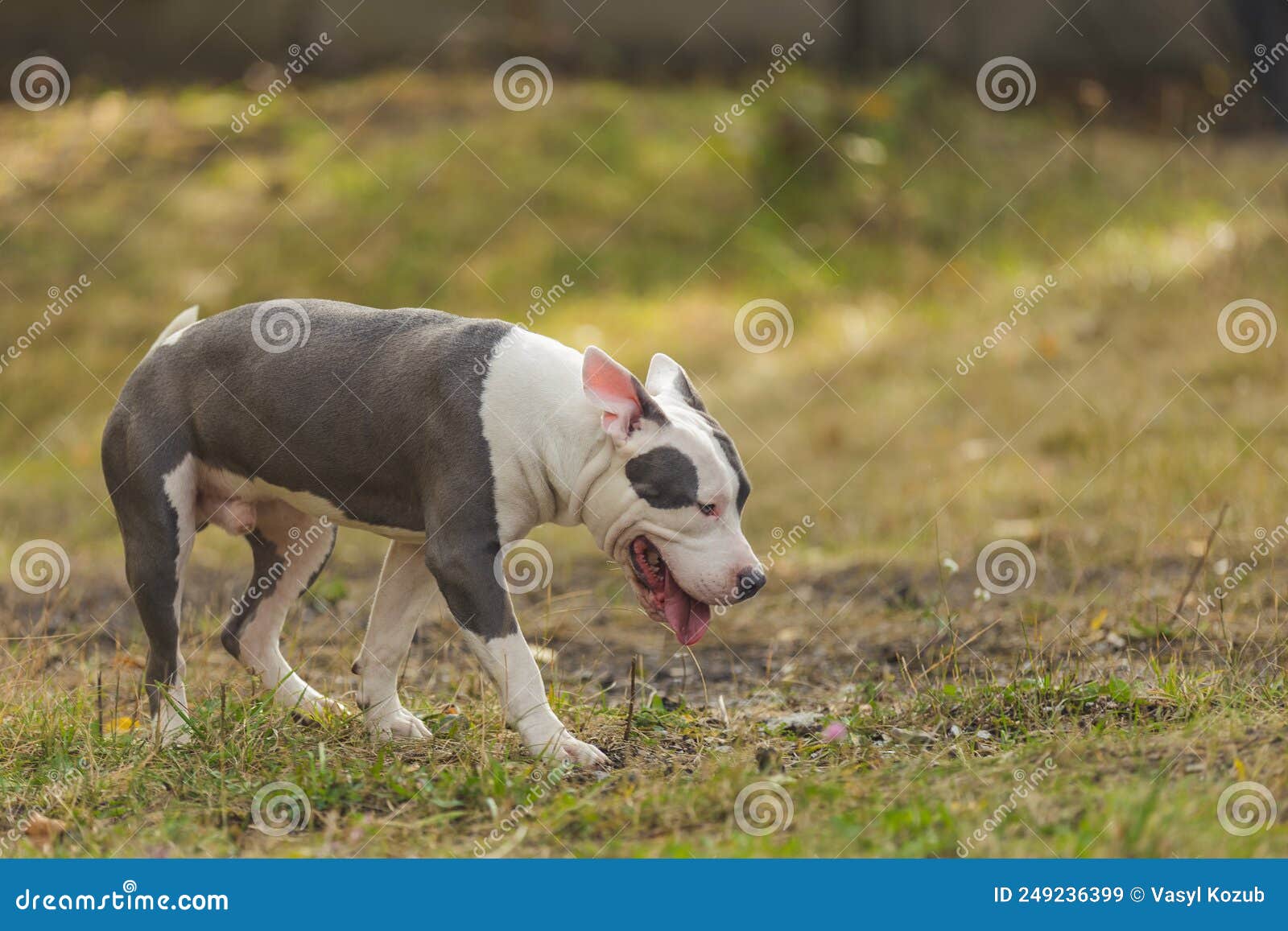 Dog Breed Pit Bull Terrier on the Playground Stock Image Image of