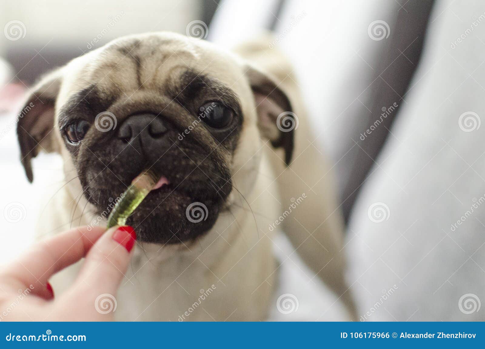 Dog Breed Pug Eating Jelly Worm Stock Photo Image of rainbow, breed