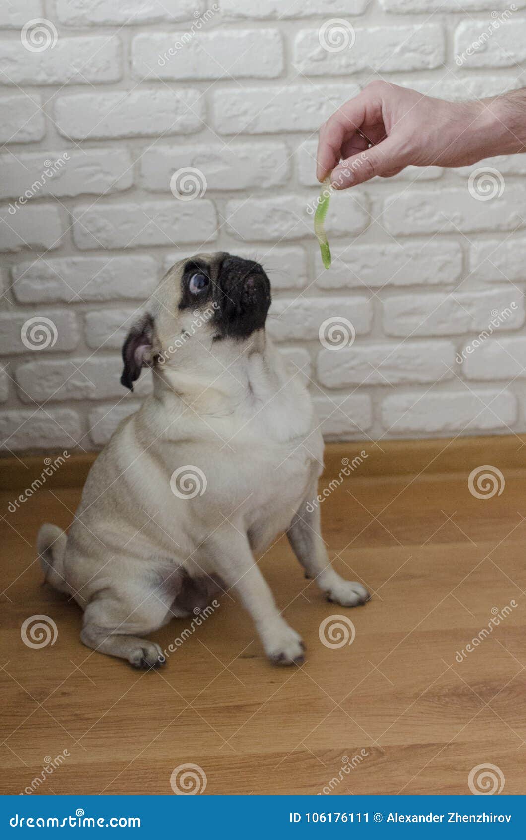 Dog Breed Pug Eating Jelly Worm Stock Image Image of sweet, breed