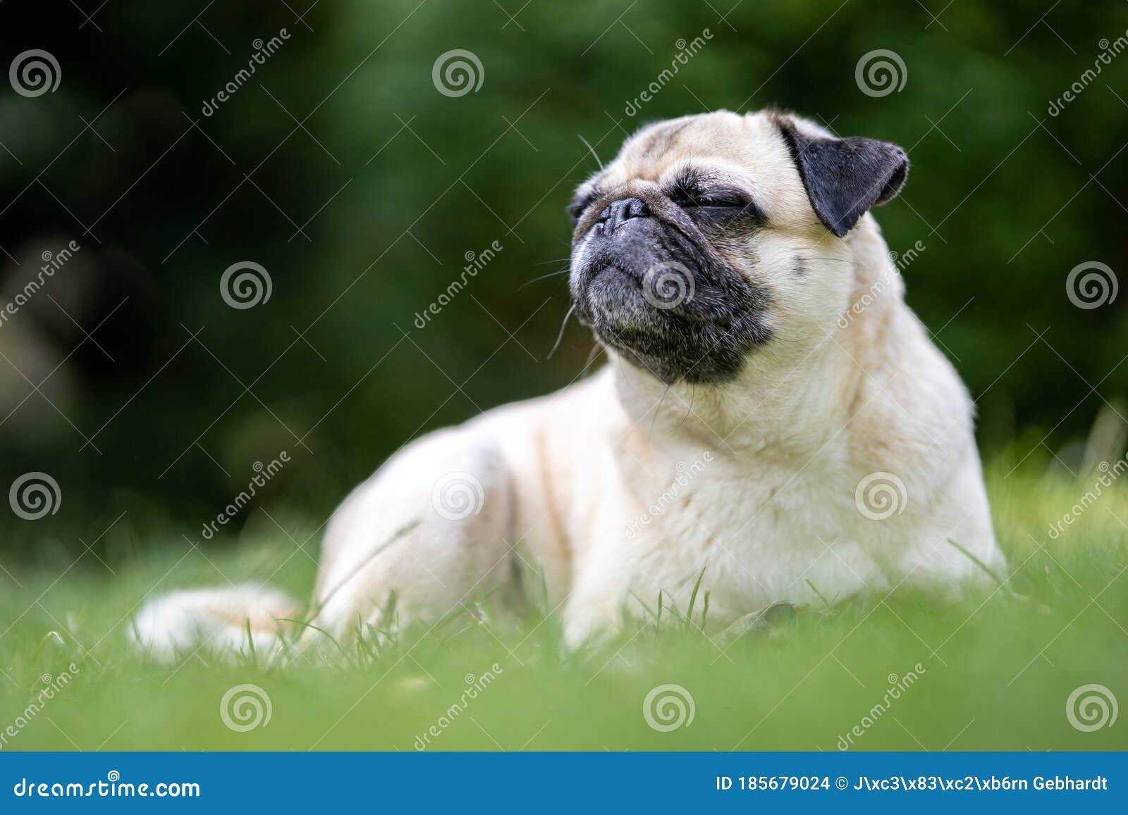 dog breed pug lying in the green garden