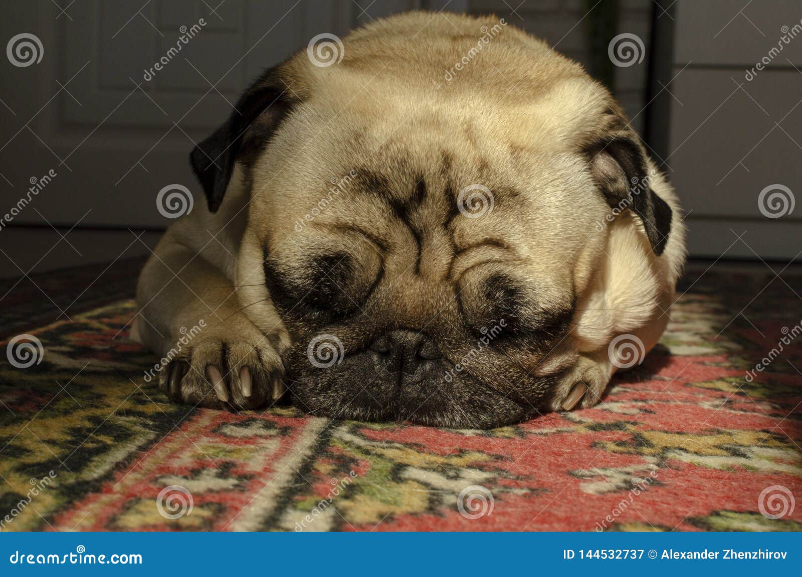 Dog Breed Pug Sleeping on Carpet Stock Image Image of animal, nature