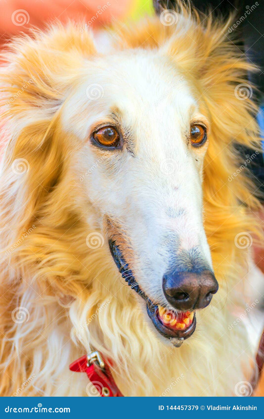 A Man Stands With A Large White Dog Breed Russian Greyhound Editorial Stock Image Image Of Funny Face 144457379