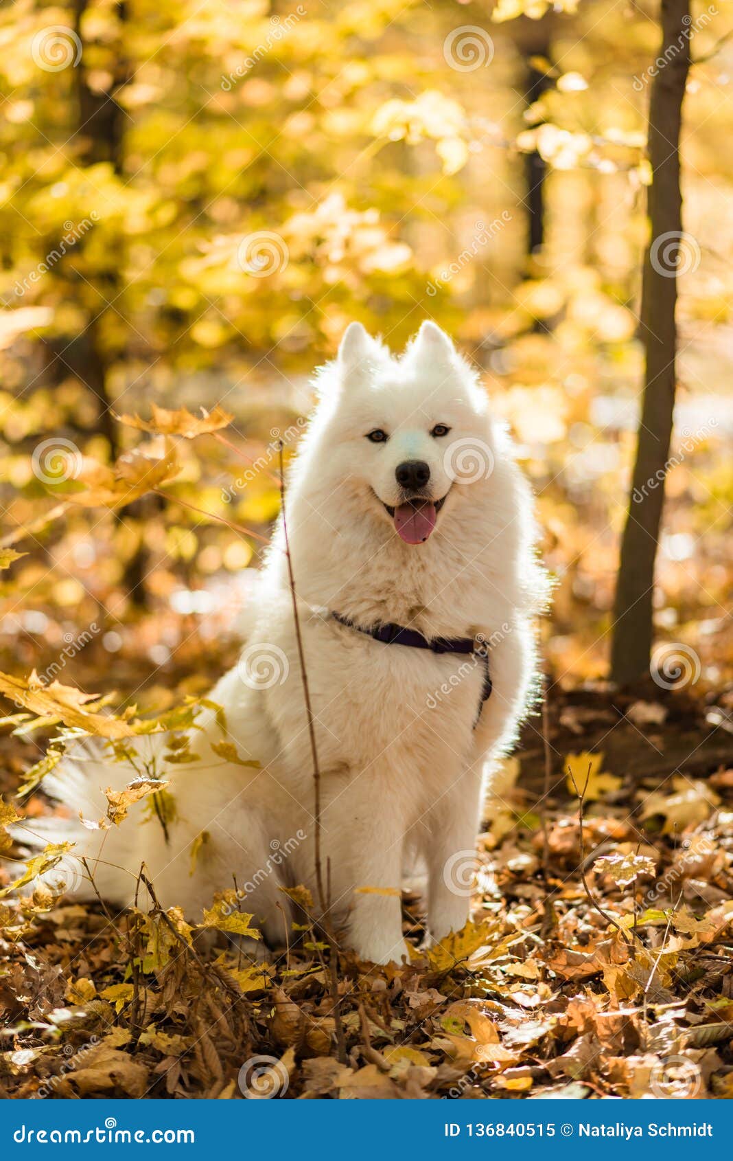 Dog Breed Samoyed Husky. Doggy, Portrait. Stock Image - Image of doggy, haired: 136840515 Dog Breed Samoyed Husky. Doggy, Portrait. Stock Image - Image of doggy, haired: 136840515