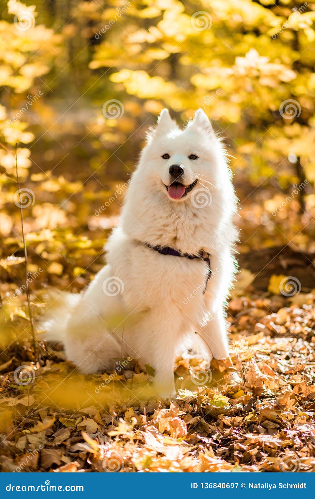 big white fluffy dog samoyed