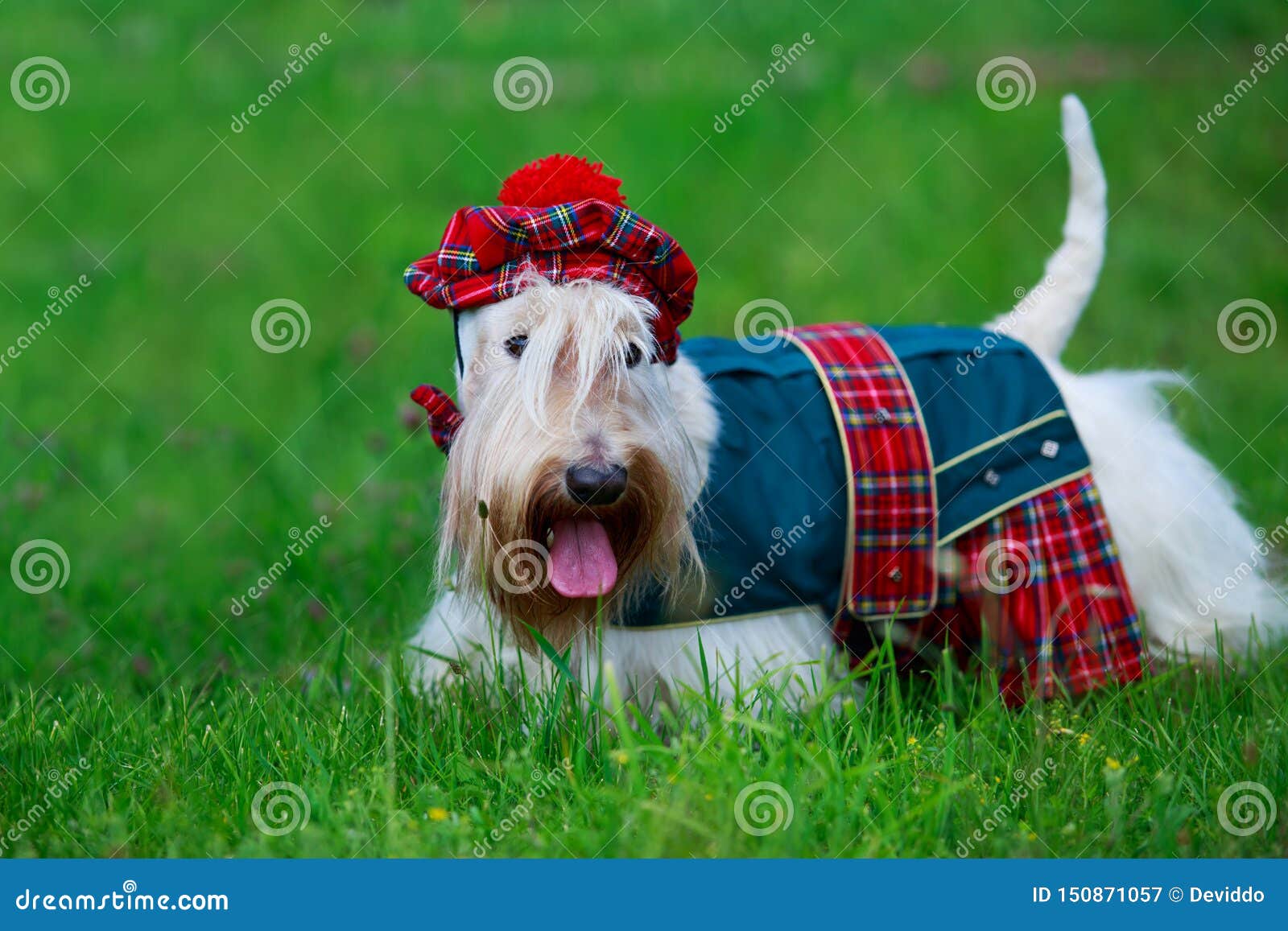 Scottish Terrier breed dog stock image. Image of white 150871057