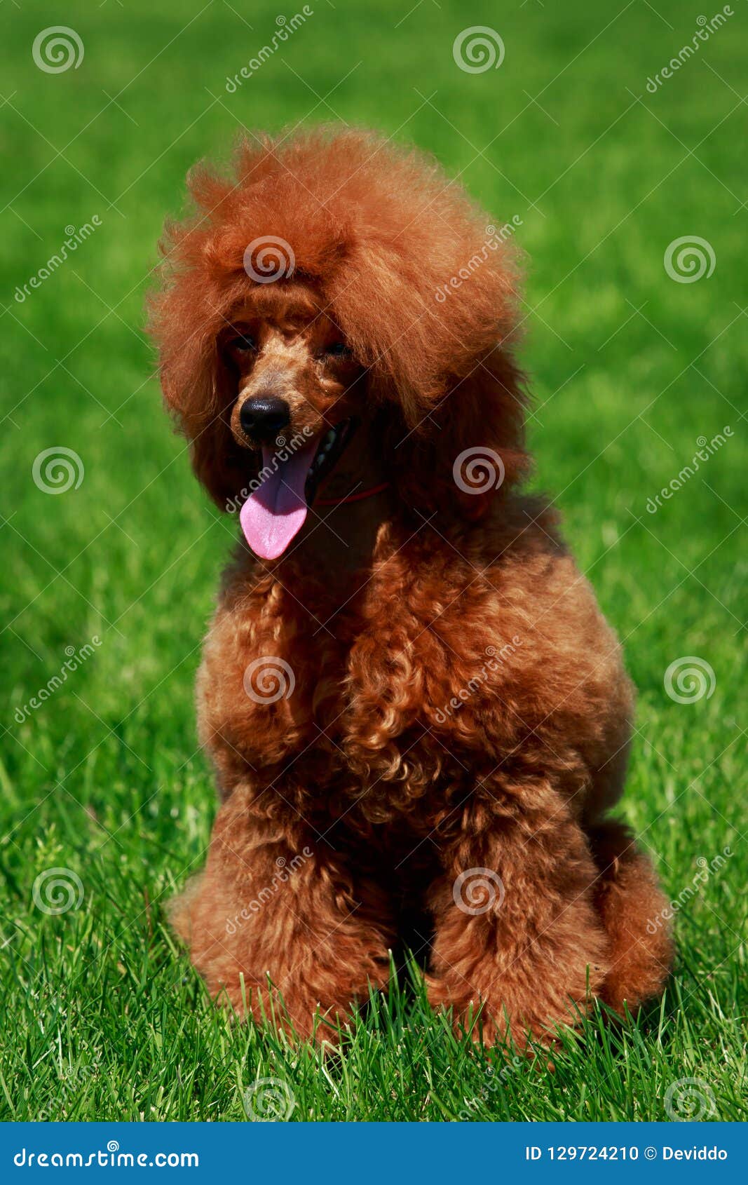 small miniature poodle