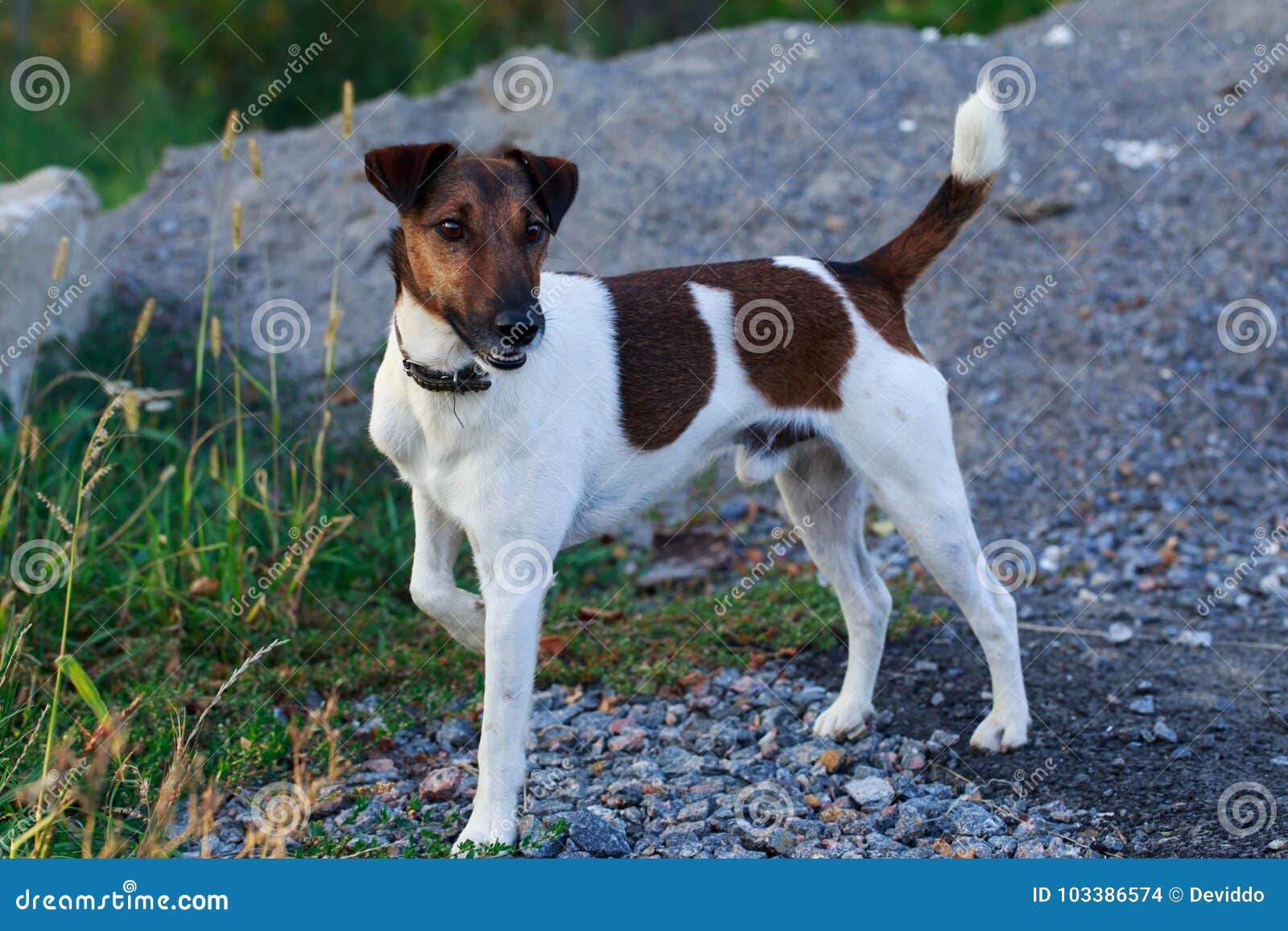 Dog Breed Smooth-haired Fox Terrier Stock Photo - Image of collar, floor: 103386574 Dog Breed Smooth-haired Fox Terrier Stock Photo - Image of collar, floor: 103386574