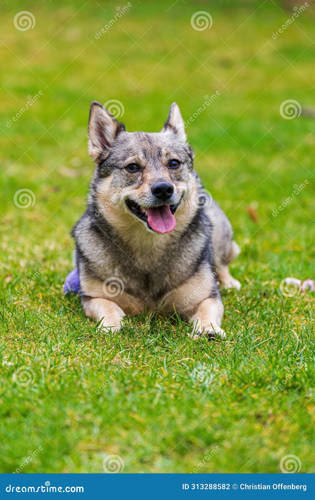 the dog breed visigoth spitz or swedish vallhund is lying on green grass