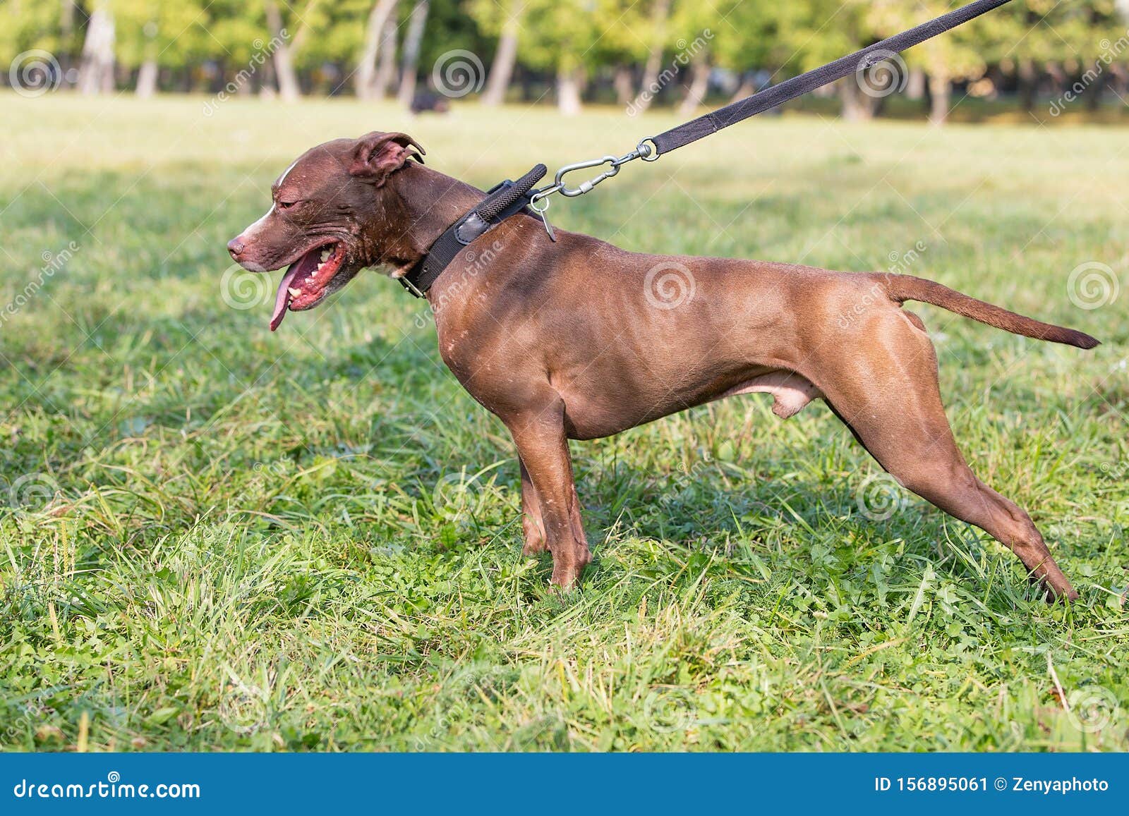 https www dreamstime com dog breeds american pit bull terrier chocolate brown male standing green grass sunny day image156895061