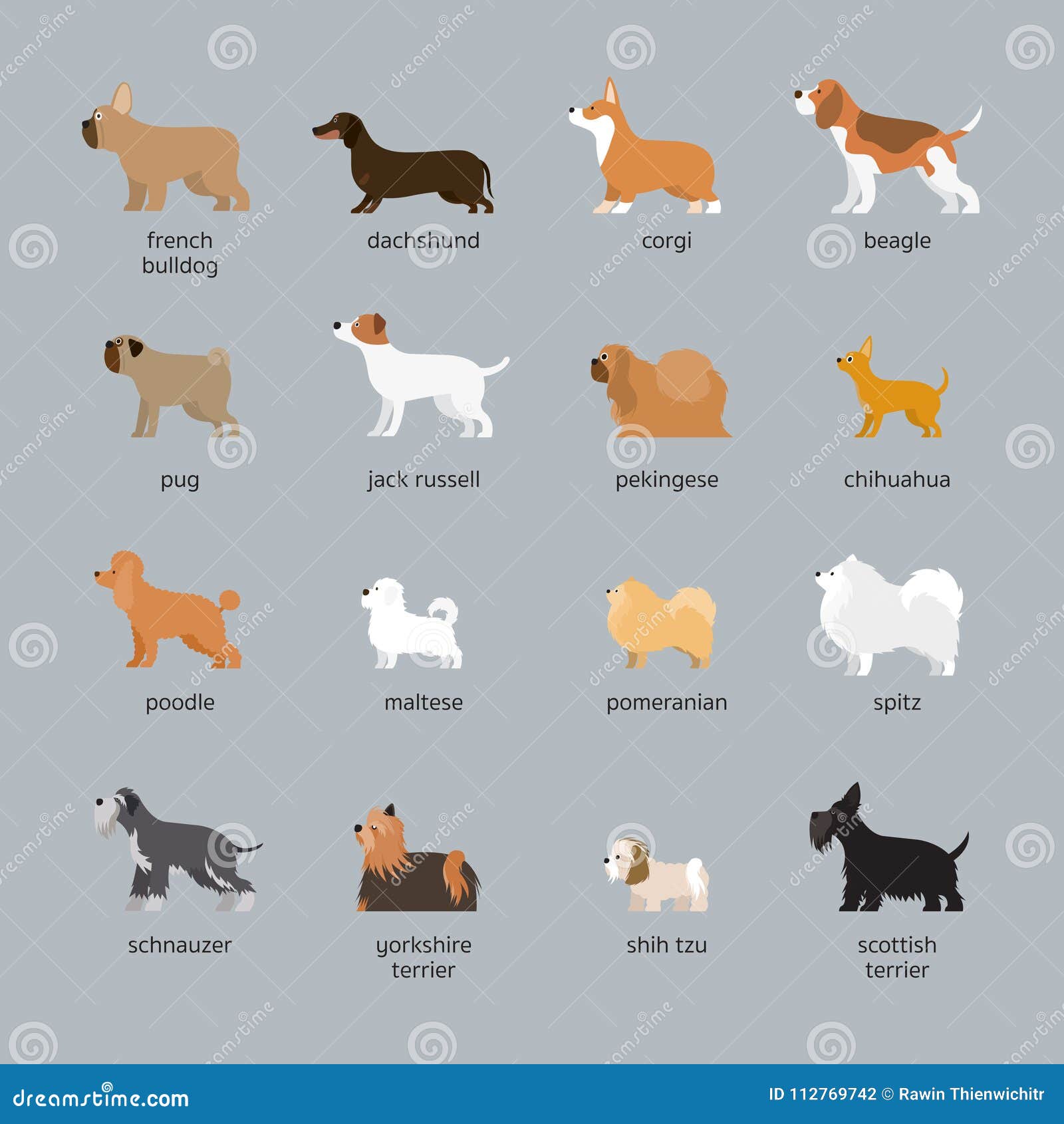 Dog Breeds Set Small And Medium Size Stock Vector