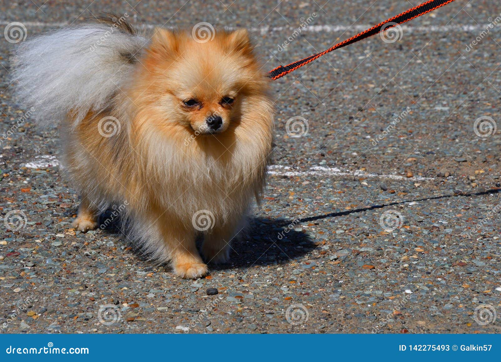 small german spitz