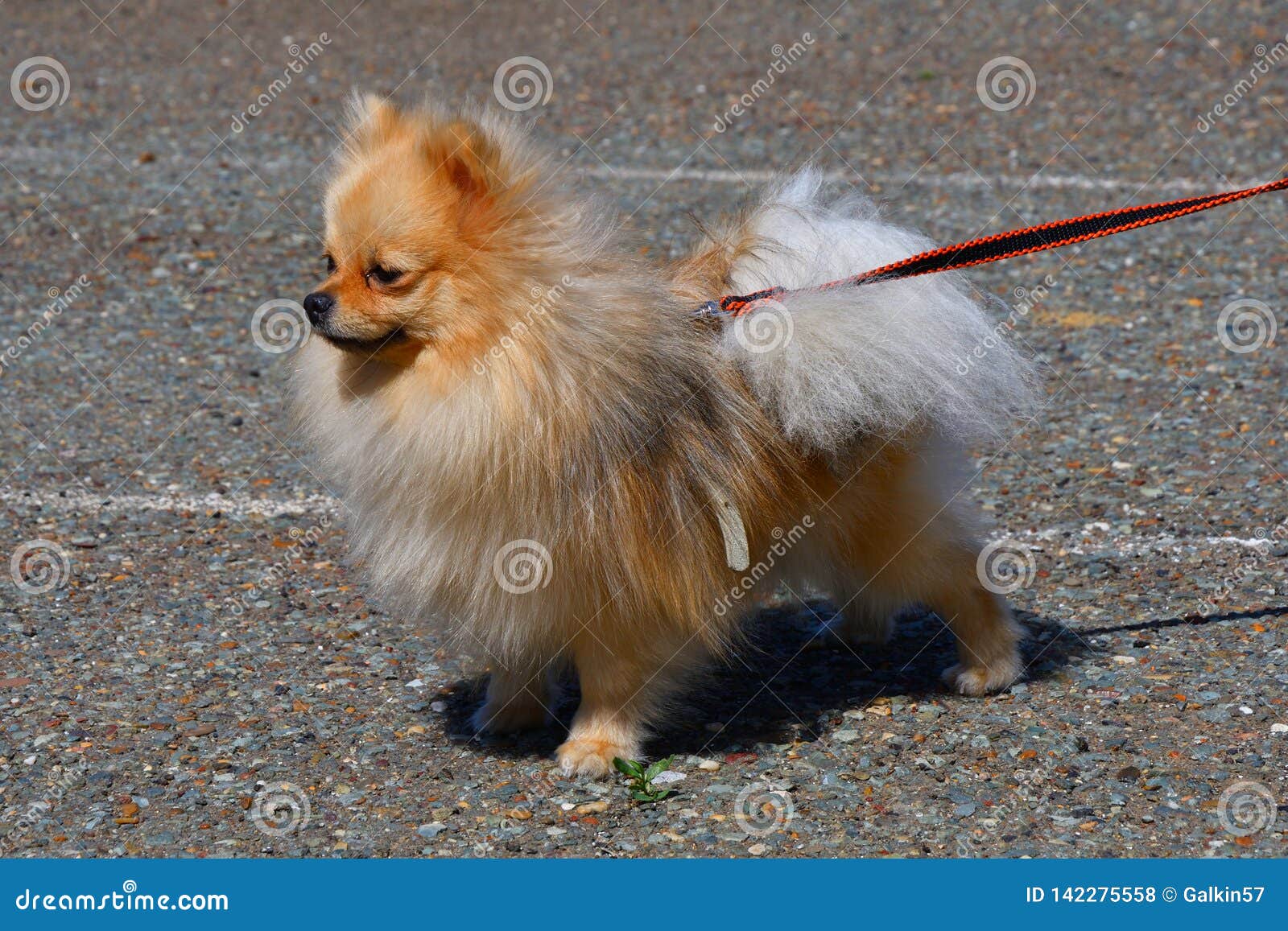 small german spitz