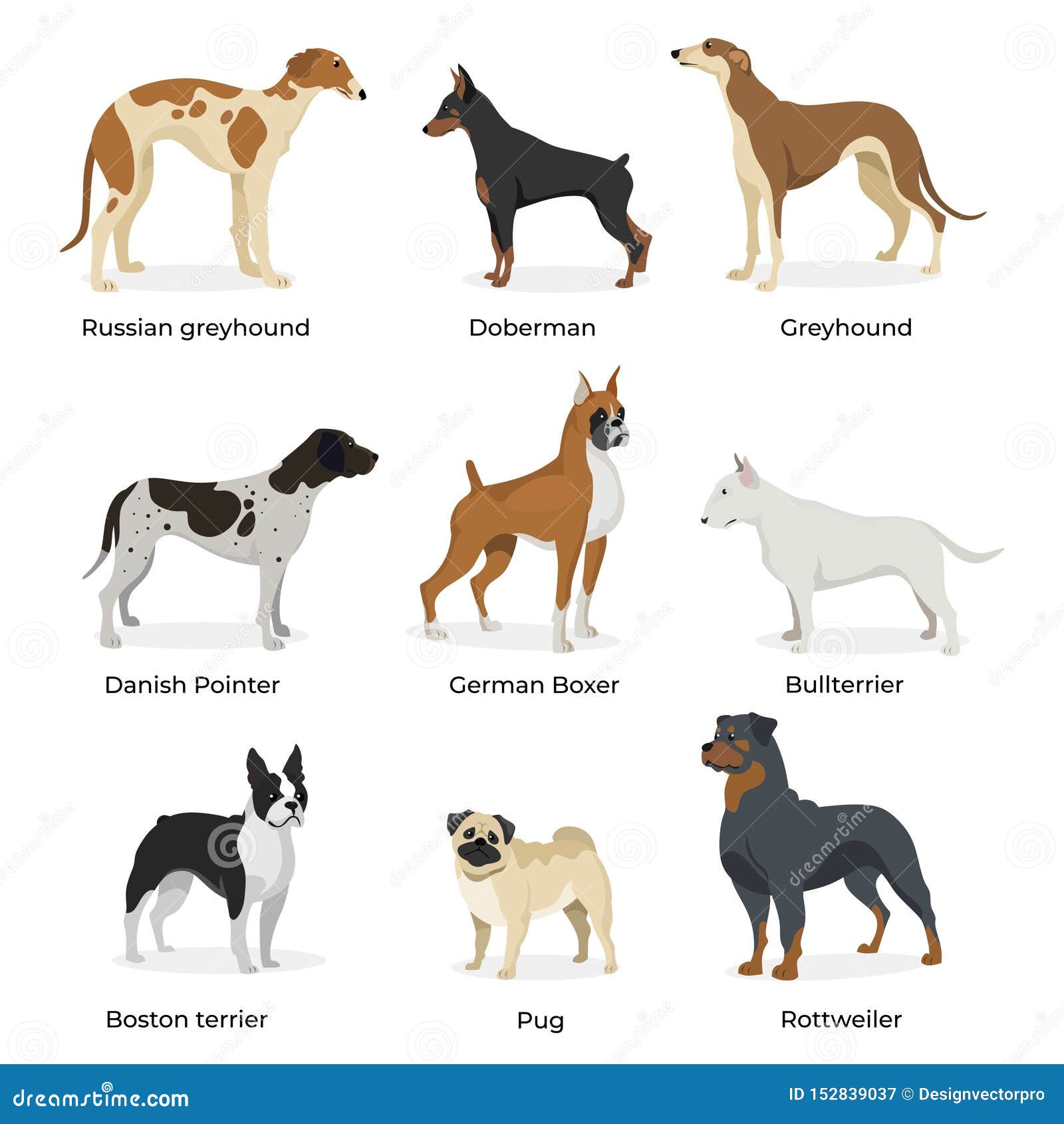 dog breeds similar to doberman