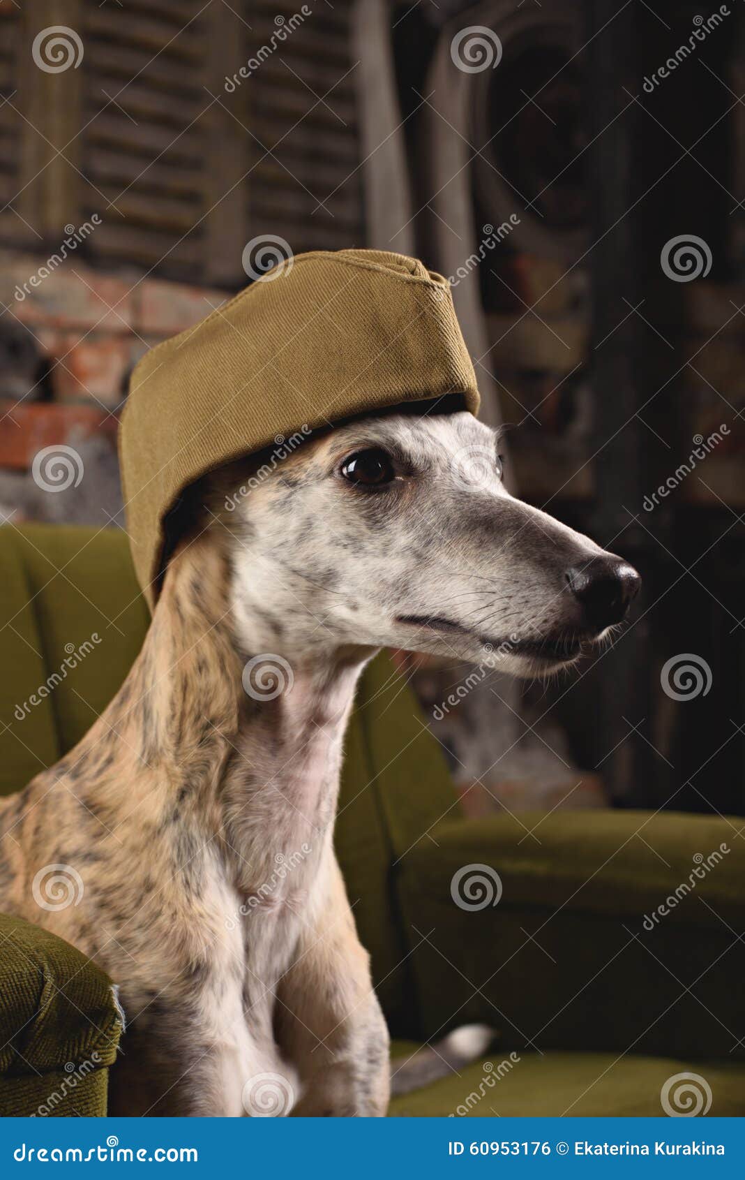 whippet in clothes