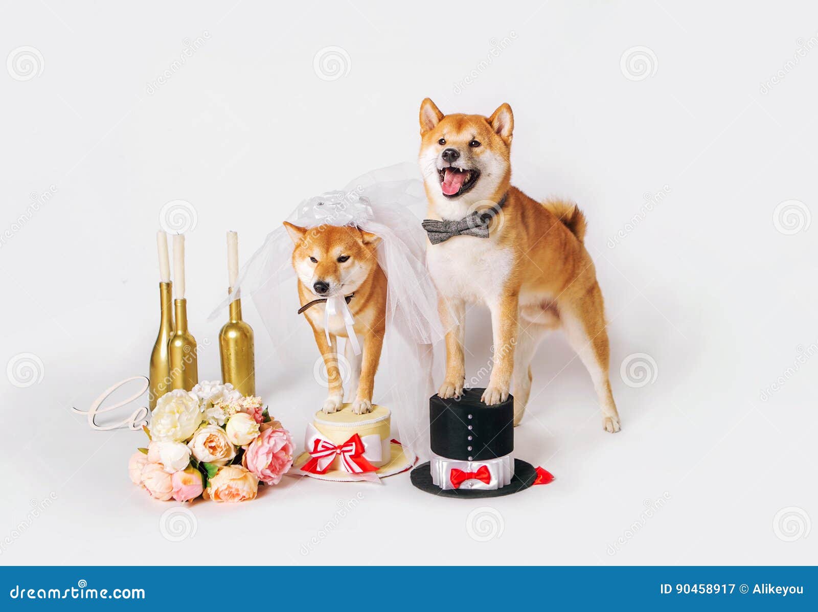 Dog Bride And Groom Shib Inu Dressed Up In Bride And Groom