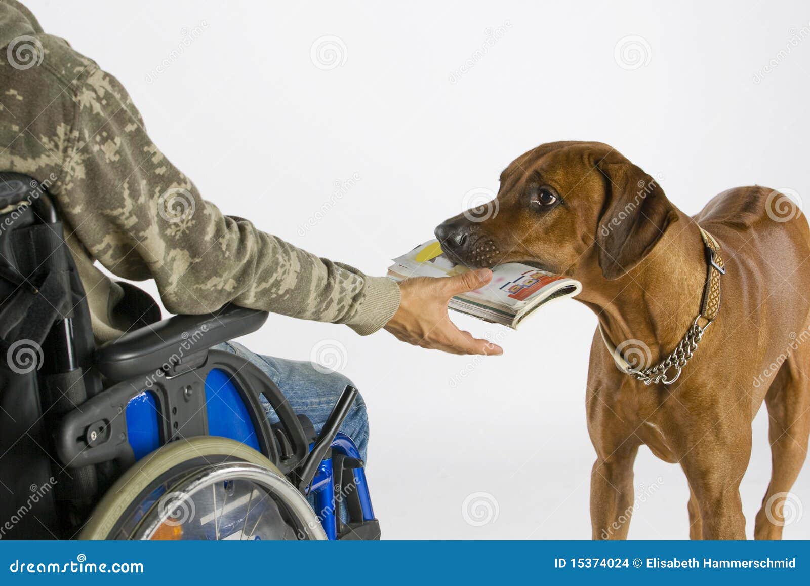 Dog Bringing Newspaper Stock Photography 15374024