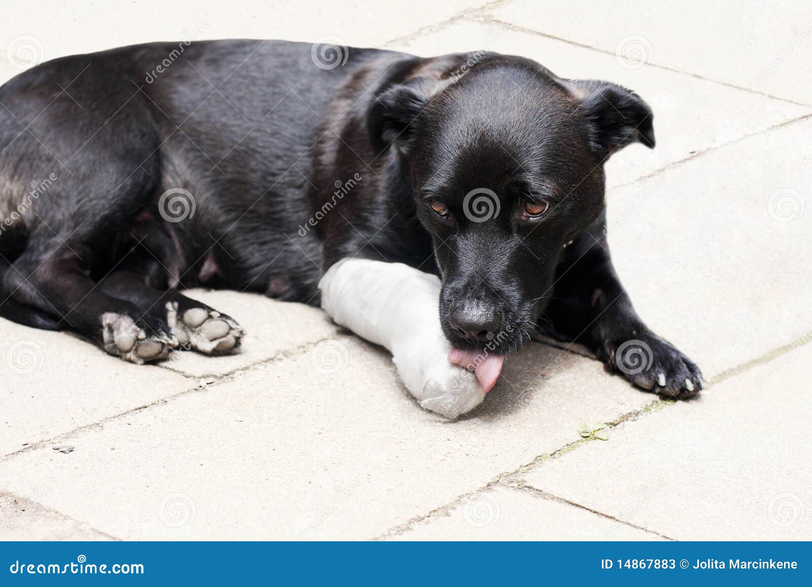 Is My Dogs Leg Broken