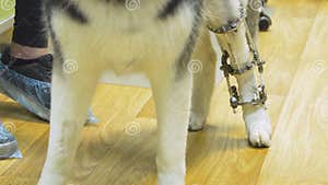 Dog With A Broken Paw In A Veterinary Clinic Stock Image Image Of Dog With A Broken Paw In A Veterinary Clinic Stock Image Image Of