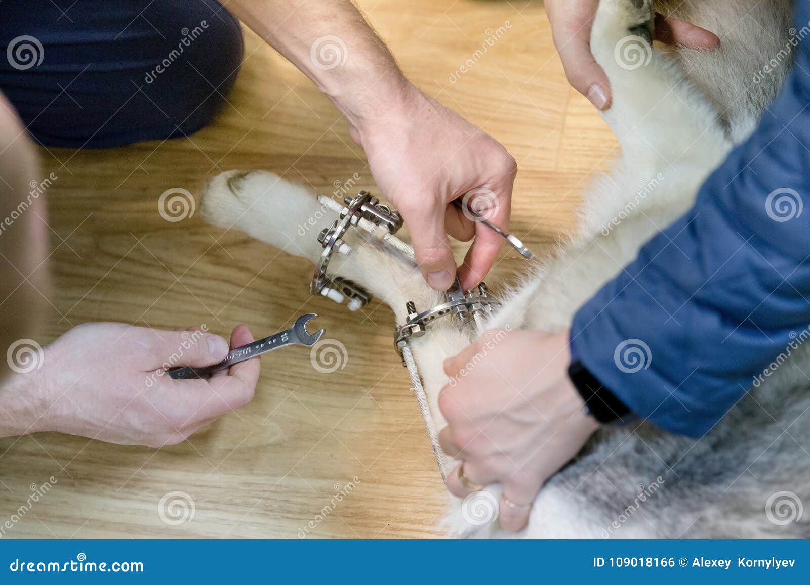 Leg In Ilizarov External Fixator Ilizarov Apparatus Stock Photography leg-in-ilizarov-external-fixator-ilizarov-apparatus-stock-photography