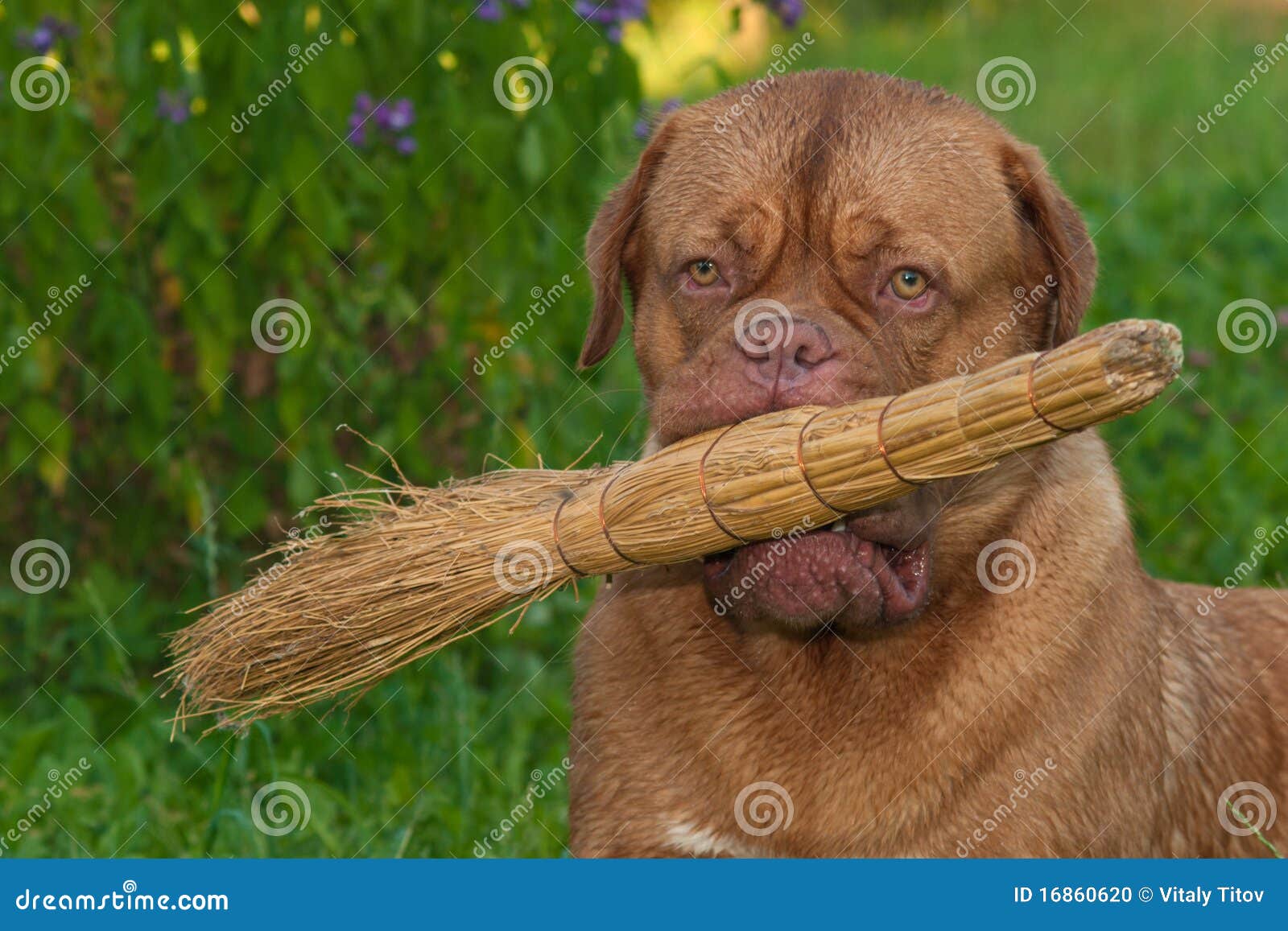 Dog with a broom stock photo. Image of black, dogue, country 16860620
