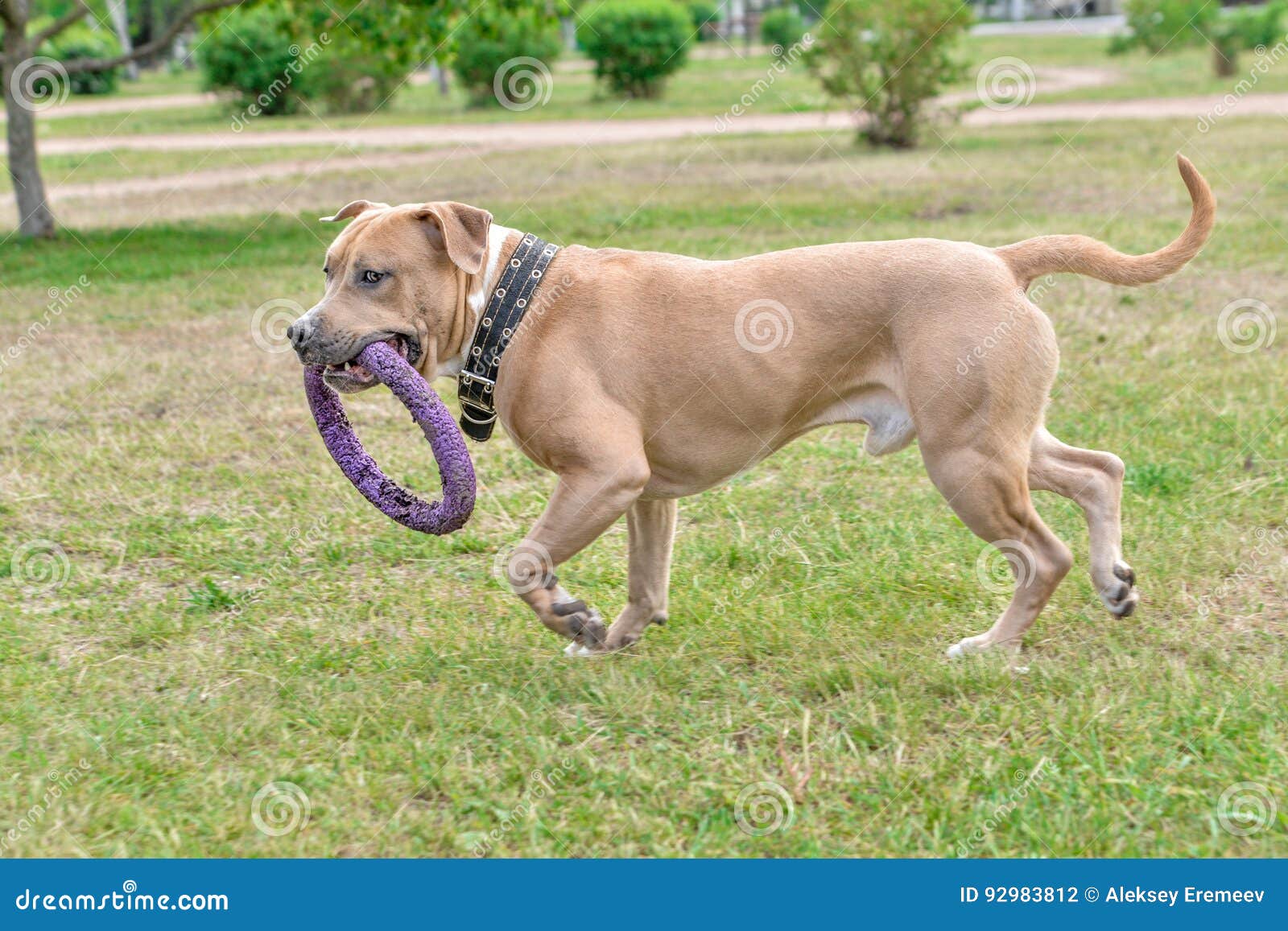 a dog a brown pitbull runs along the grass with a toy in its teeth horizontal frame stock photo image of healthy bull 92983812