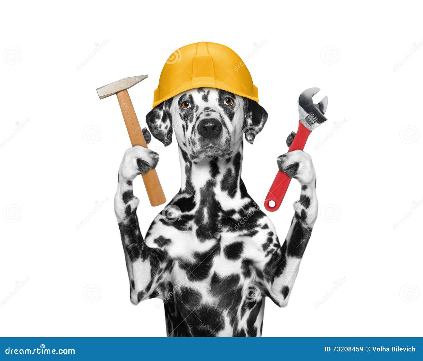 Dog Builder Holding Tools in Its Paws Stock Image Image of dalmatian
