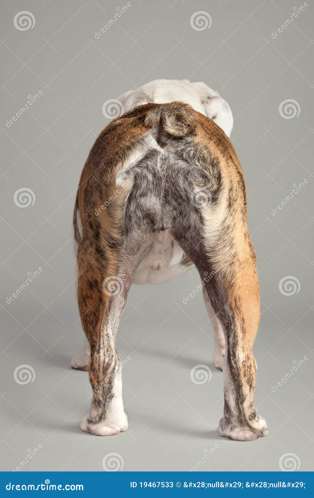 Dog stock image. Image of brown, humor, back, animal