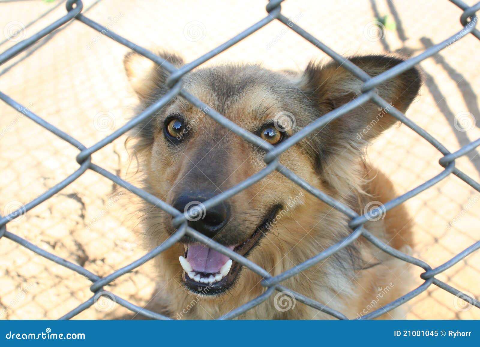Dog in cage stock image. Image of village, cage, pensive 21001045